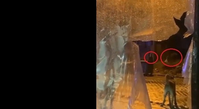 Uludağ'da günübirlikçi tatilcilerin ayı paniği kameralarda