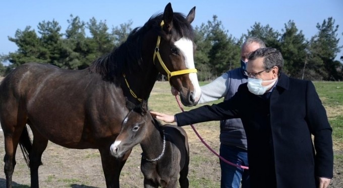 Uludağ Üniversitesi'nde tay satışı devam ediyor