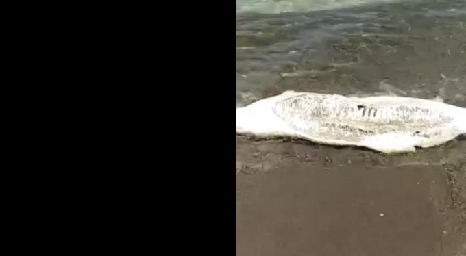 Bursa'da ölü yunus balığı karaya vurdu