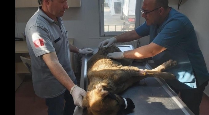Bursa'da köpeği çöplüğe attılar, acı feryadını duyanlar kurtardı