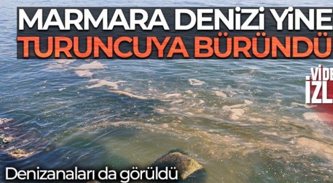 Marmara Denizi yine turuncuya büründü: Bu kez denizanaları da var