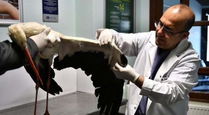 Kanadı kırılan leylek tedavi altında