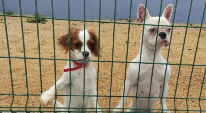 Bayram öncesi köpek otellerinde yer kalmadı