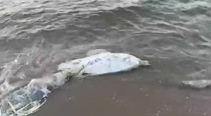 Bursa'da bir ölü yunus balığı daha karaya vurdu