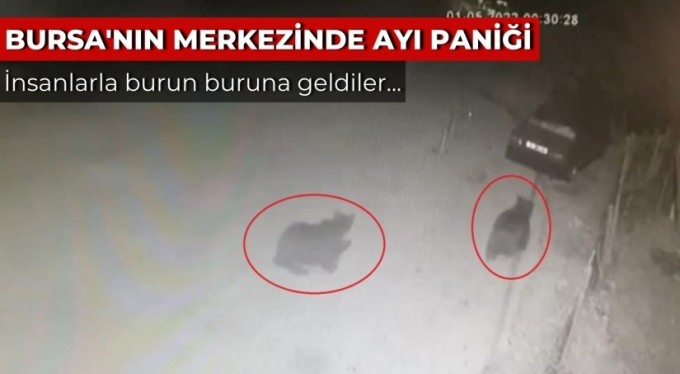 Bursa'nın merkezinde ayı paniği