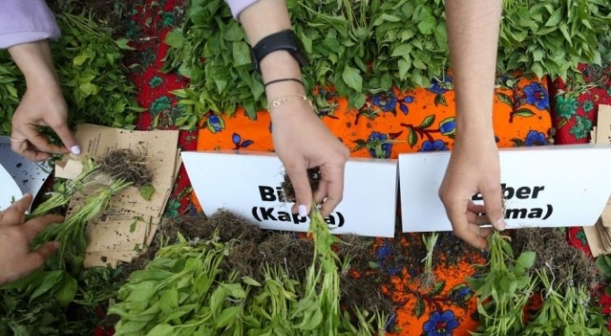 Bursa'da 400 bin fide toprakla buluşacak