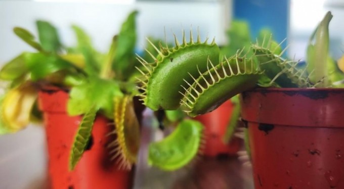 Bu çiçek sinek ve böcekle besleniyor