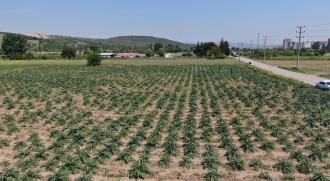 Hırsızlar, coğrafi işaretli enginar tarlalarına dadandı