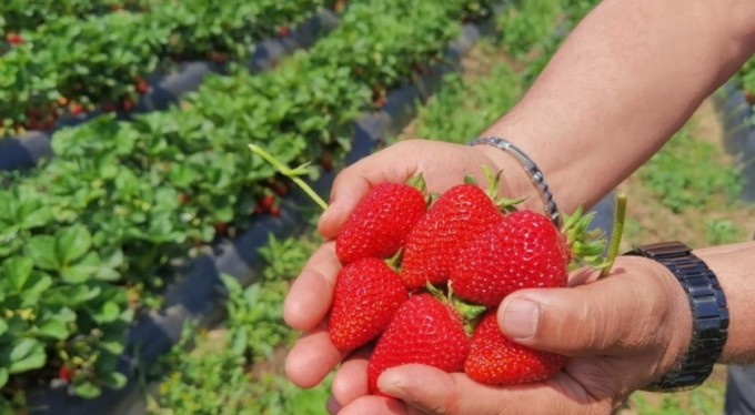 Çilek köyü'nde ilk hasat başladı; 5 ülkeye ihraç edilecek