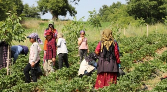 Bursa'da çilek hasadı başladı