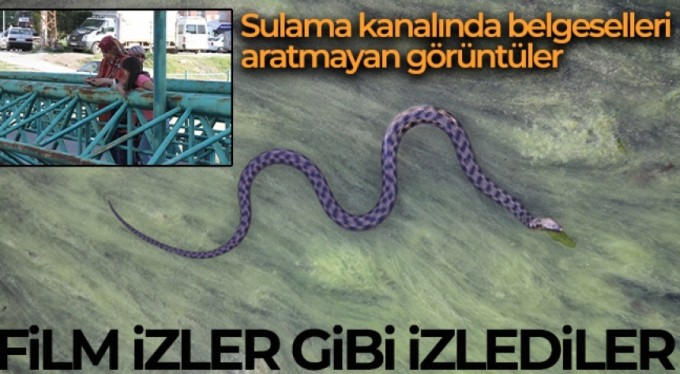 Vatandaşlar kanal kenarında film izler gibi tatlı su yılanı izliyor
