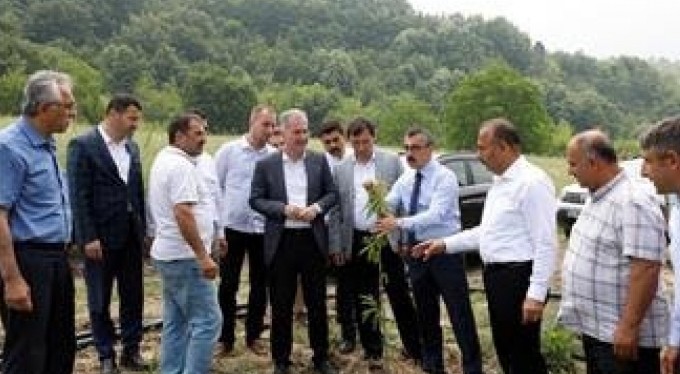 Kestane yeniden eski günlerine dönecek