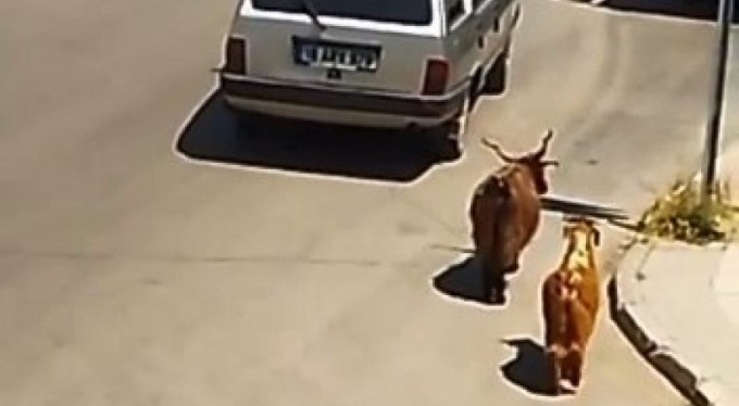 Keçileri kaçıran sürücü kamerada...