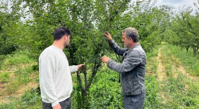 Erik tarlası soyulan çiftçiden hırsıza mesaj: "İşçilik güzel kendisiyle çay içmek istiyorum"