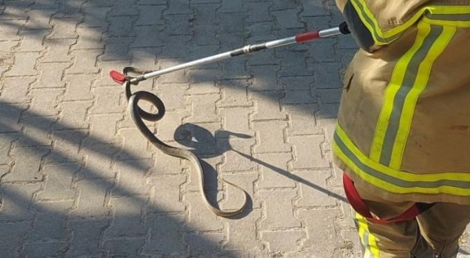 Camide yılan paniği