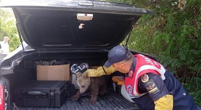 Bataklıkta bitkin düşen ayı yavrusunun imdadına jandarma yetişti