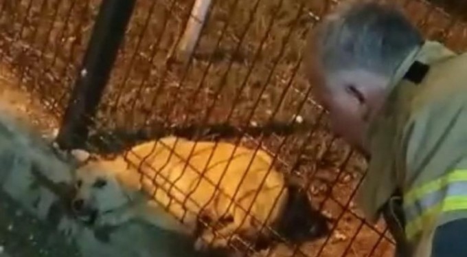 Parkın koruma tellerine sıkışan köpeği itfaiye kurtardı