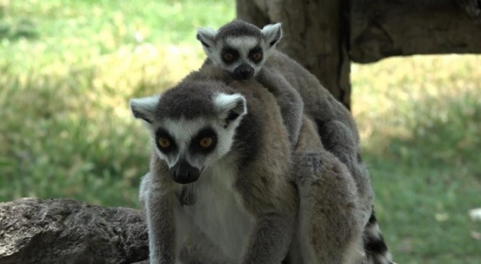 Lemur ailesine katılan 6 yavru annesinin sırtından inmedi