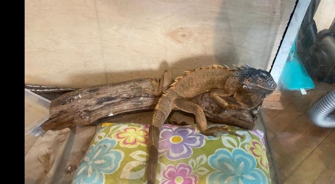 İstanbul merkezli 14 ilde tropik hayvan kaçakçılarına operasyon: 62 gözaltı