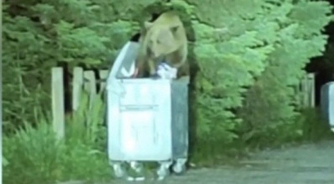 Uludağ'da aç kalan ayılar otellere indi