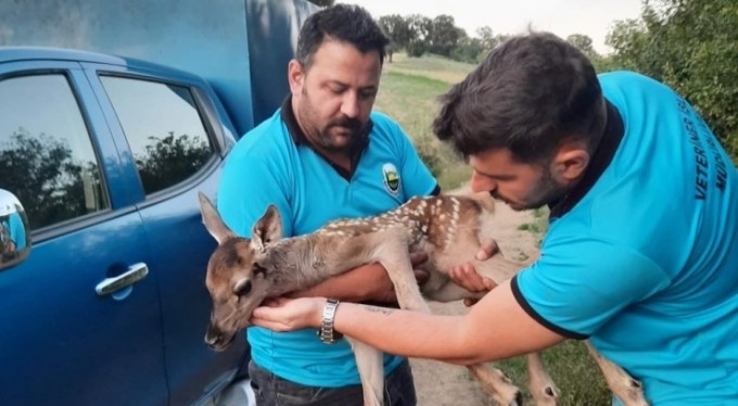 Tarlada bulunan yaralı ceylan yavrusu tedaviye alındı