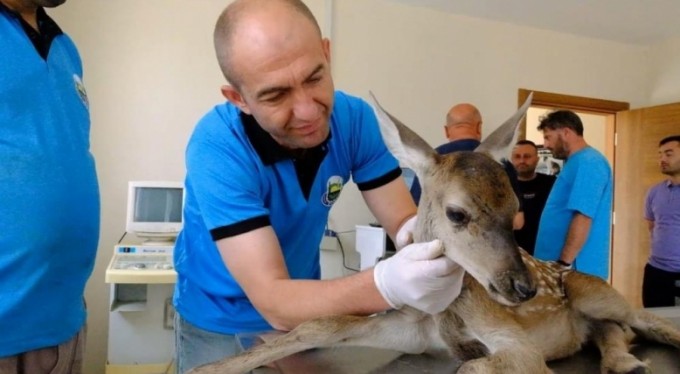 Yaralı yavru ceylan merkezin gözbebeği oldu