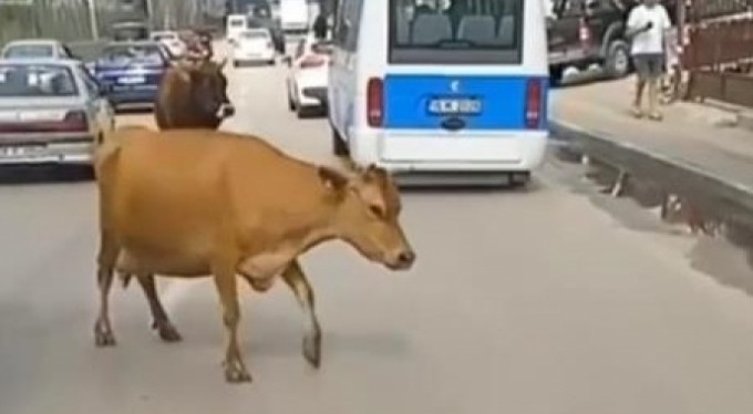 Ana yola inen inekler araç sürücülerine zor anlar yaşattı