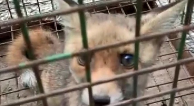 Öksüz ve yetim tilkileri kucağında büyüttü