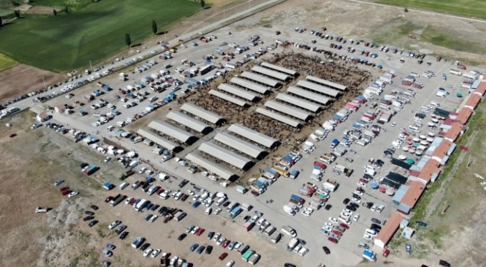 Türkiye'nin en büyük canlı hayvan pazarında kurban telaşı