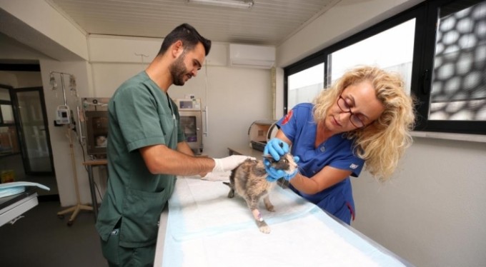 Nilüfer'de hasta ve yaralı sokak kedilerine donanımlı klinik