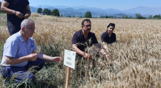 Bursa'da tarlaya 14 çeşit hububat ekildi; sonuç başarılı
