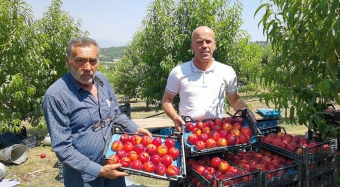 Bursa'da şeftali hasadı başladı: 40 bin ton rekolte bekleniyor