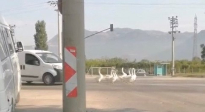 Bursa'da yola çıkan kazlar nedeniyle şehirlerarası yolda trafik durdu