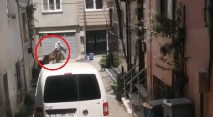 Bursa'da kaçan kurbanlıklar vatandaşlara zor anlar yaşattı