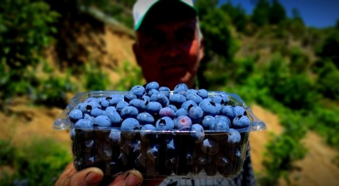Kilosu 100 lira olan dalındaki meyvelerini bomba ve kuş sesleriyle koruyor