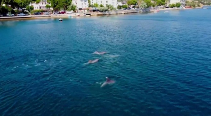 Yunuslardan Gemlik Körfezi'nde görsel şölen