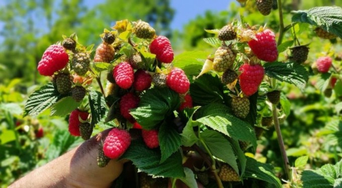 Ahududu, çiftçinin yüzünü güldürdü