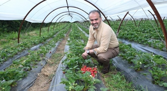 Bursalı çiftçinin hasat bayramı