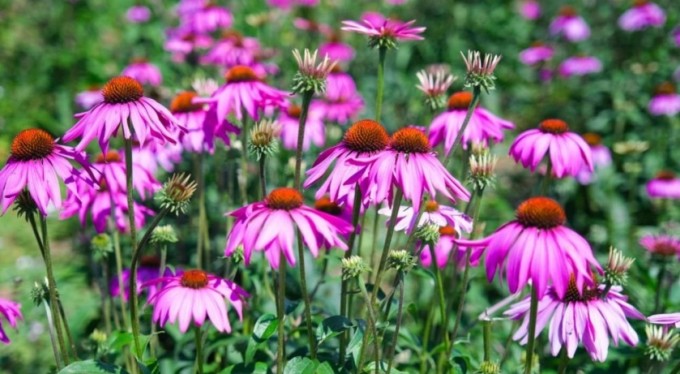 Ekinezya hasadı 'bayram sevinci' yaşattı