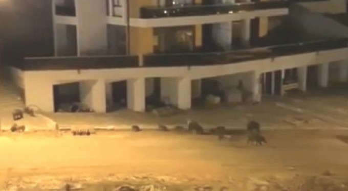 Bursa'da aç kalan domuz sürüsü şehre indi