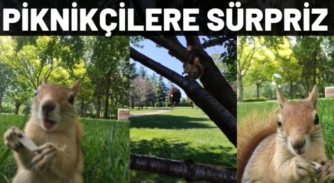 Bursa'da piknikçilerin minik misafiri
