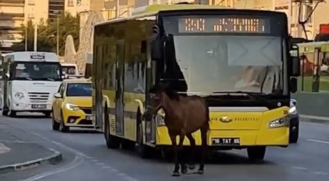 Bursa'da başıboş at trafiği aksattı
