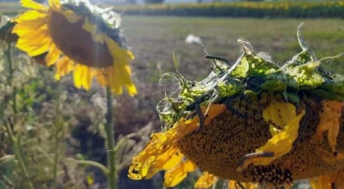 Marmara'da tırtıl istilası