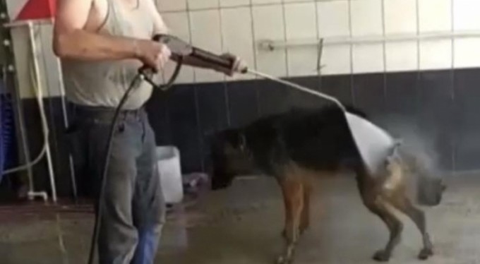 Bursa'da sıcaktan bunalan köpek böyle serinletildi