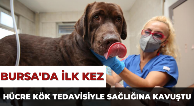 Bursa'da ilk kez bir köpek, hücre kök tedavisiyle sağlığına kavuştu