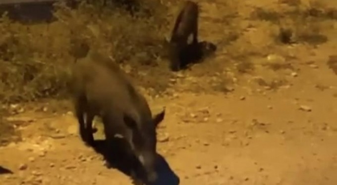 Bursa'da aç kalan domuzlar şehir merkezine indi