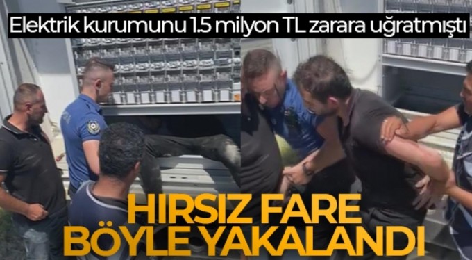 Kuşadası'nda sık sık elektrik kesintisine neden olan "hırsız fare" böyle yakalandı