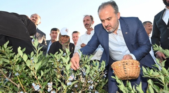 Yaban mersininde hasat bereketi