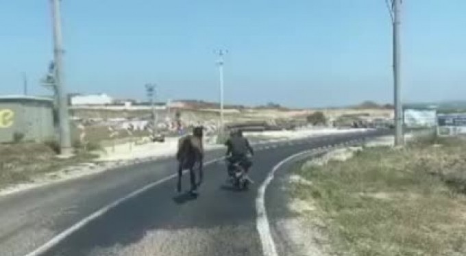 Atı motosiklete bağlayarak götürdü