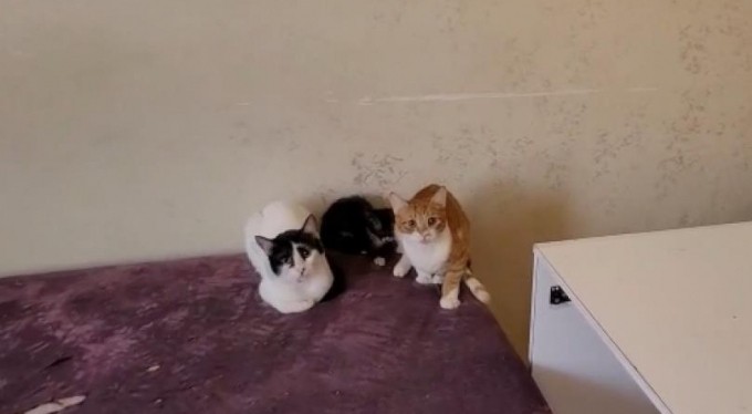 Bursa'da çöp evden çıkanlar şaşırttı